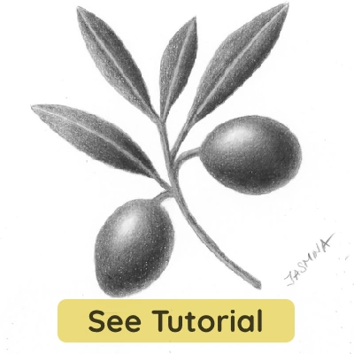 Beginner pencil drawing of olive branch, botanical step-by-step tutorial