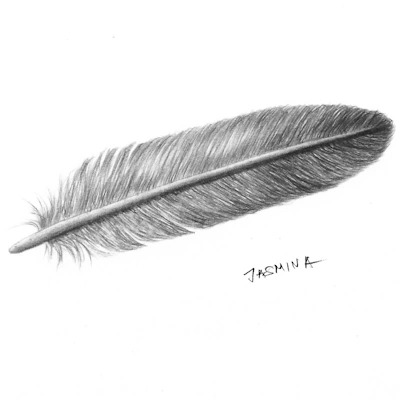 Drawing feather with pencil soft shading technique for realistic texture